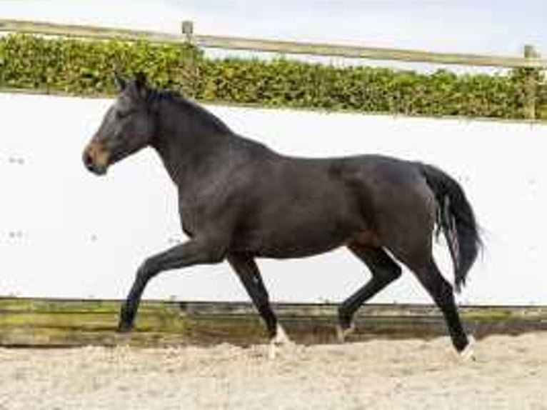 Holstein Mare 13 years 16,2 hh Bay-Dark in Waddinxveen