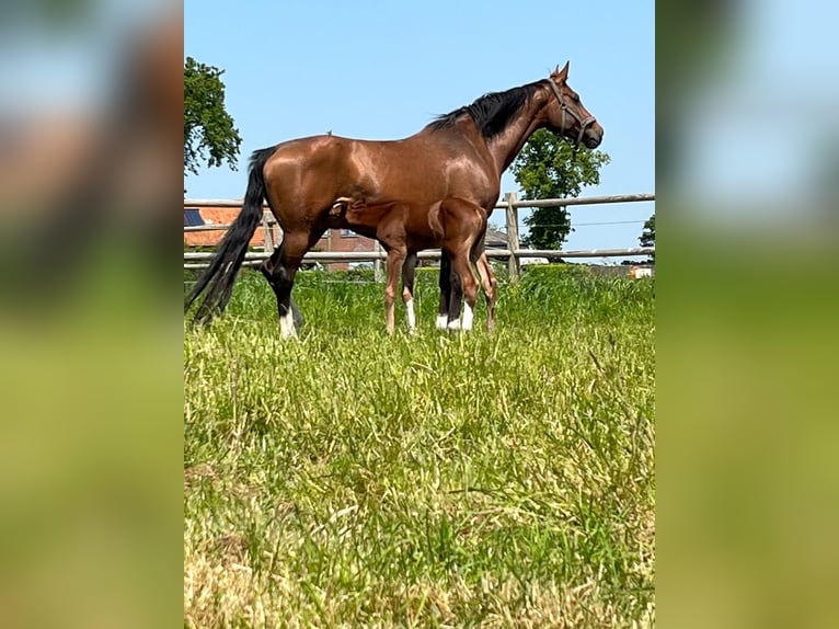 Holstein Mare 13 years 16,2 hh Brown in Torhout