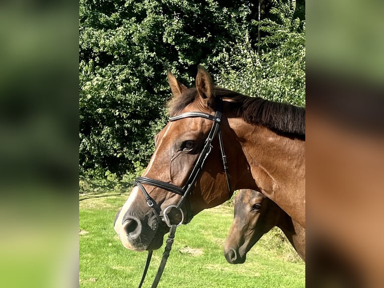 Holstein Mare 13 years 16,2 hh Brown in Oyten