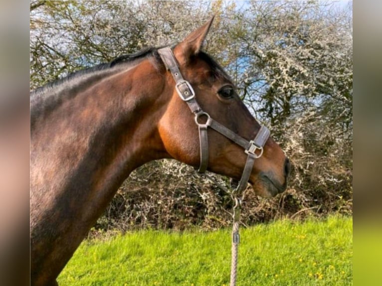 Holstein Mare 13 years 16.2 hh Brown in Straelen