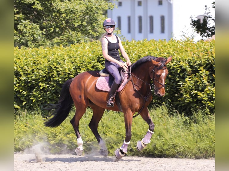 Holstein Mare 13 years 16,2 hh Brown in Kleve