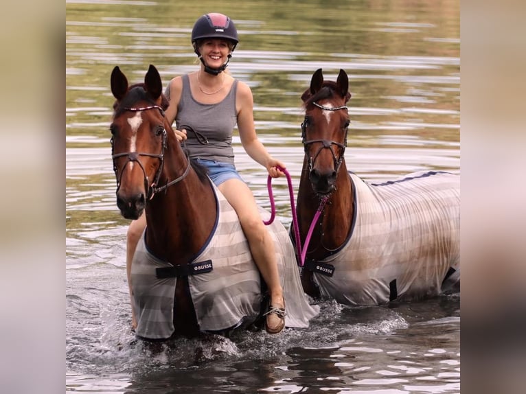 Holstein Mare 13 years 16,2 hh Brown in Kleve