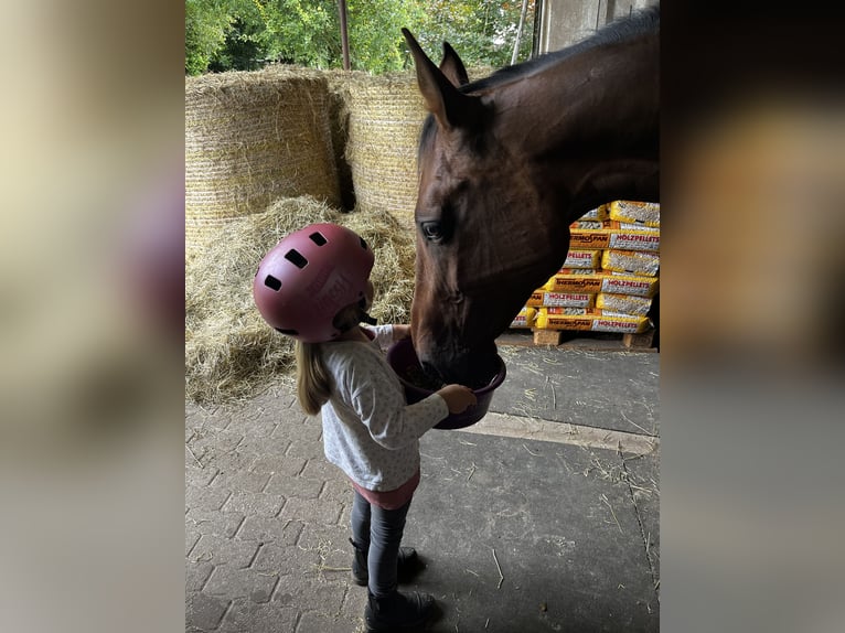 Holstein Mare 13 years 16,2 hh Brown in Kleve