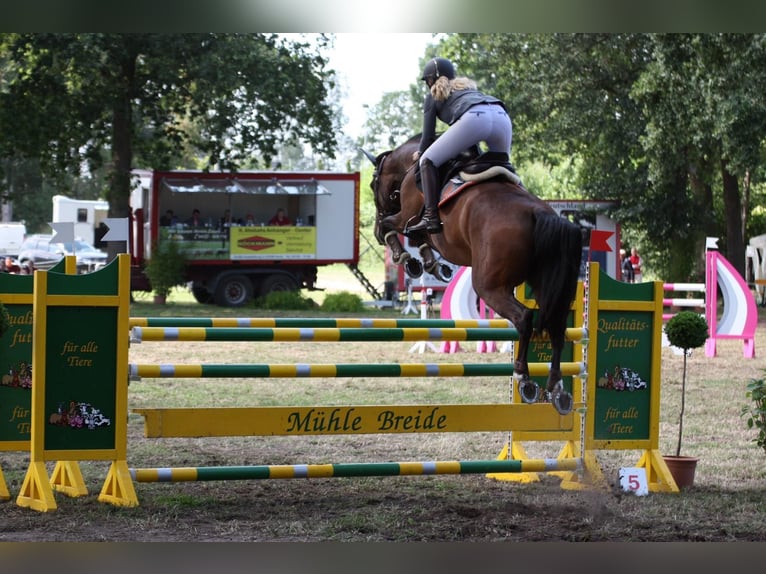 Holstein Mare 13 years 16,2 hh Brown in Kleve