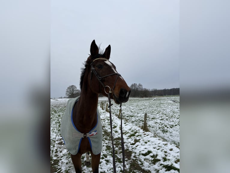 Holstein Mare 13 years 16,2 hh Brown in Kleve