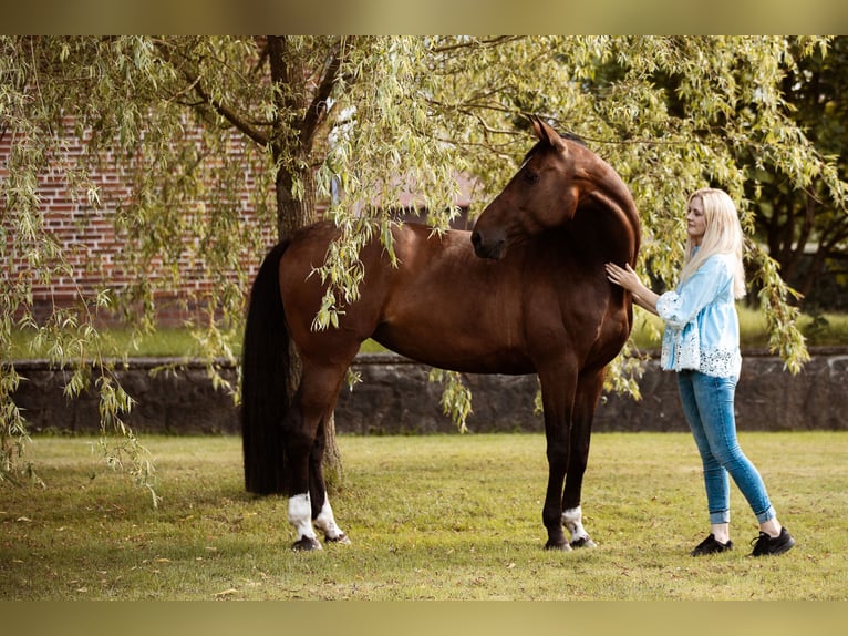 Holstein Mare 13 years 16,2 hh Brown in Kleve