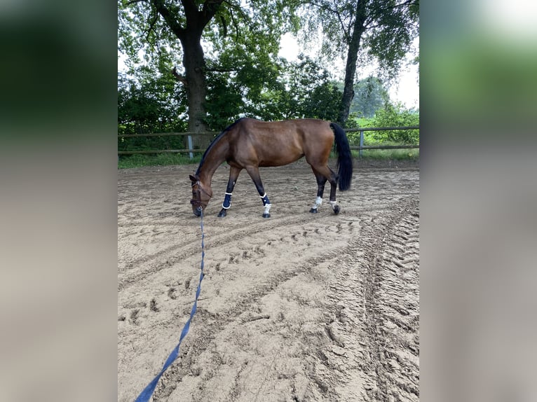 Holstein Mare 13 years 16,2 hh Brown in Kleve