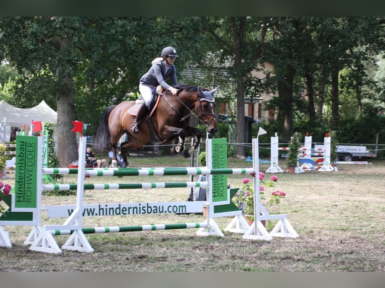 Holstein Mare 13 years 16,2 hh Brown in Kleve