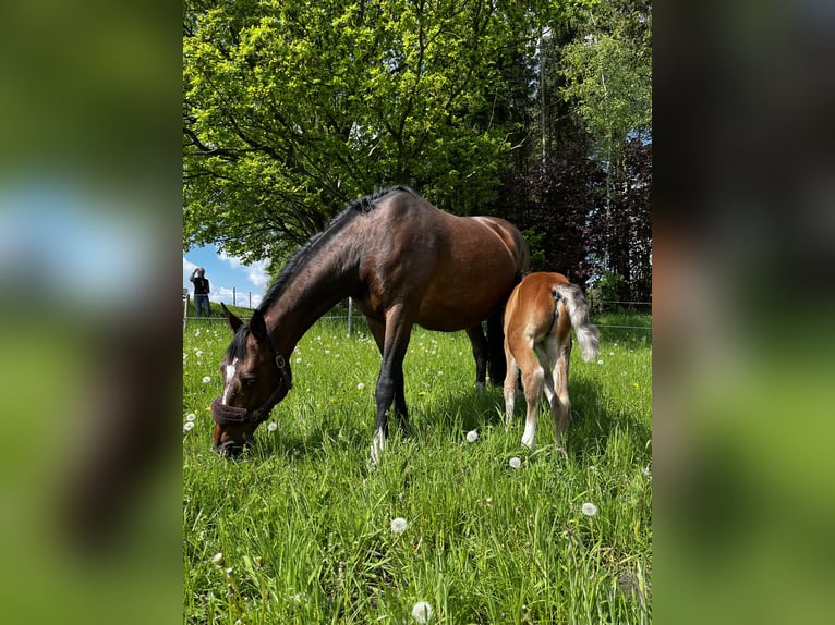 Holstein Mare 13 years 16,2 hh Brown in Kleve