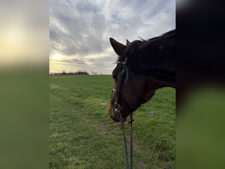 Holstein Mare 13 years 16,2 hh Brown in Kleve