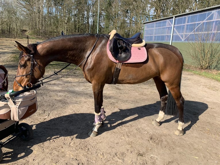 Holstein Mare 13 years 16,2 hh Brown in Kleve