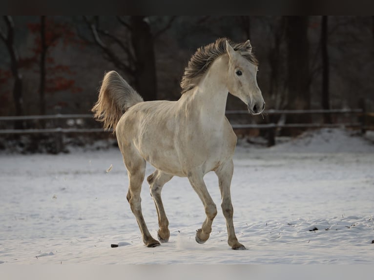 Holstein Mare 13 years 16.2 hh Grey in Fehrenbötel