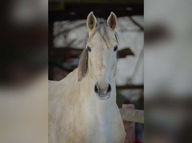 Holstein Mare 13 years 16.2 hh Grey in Fehrenbötel