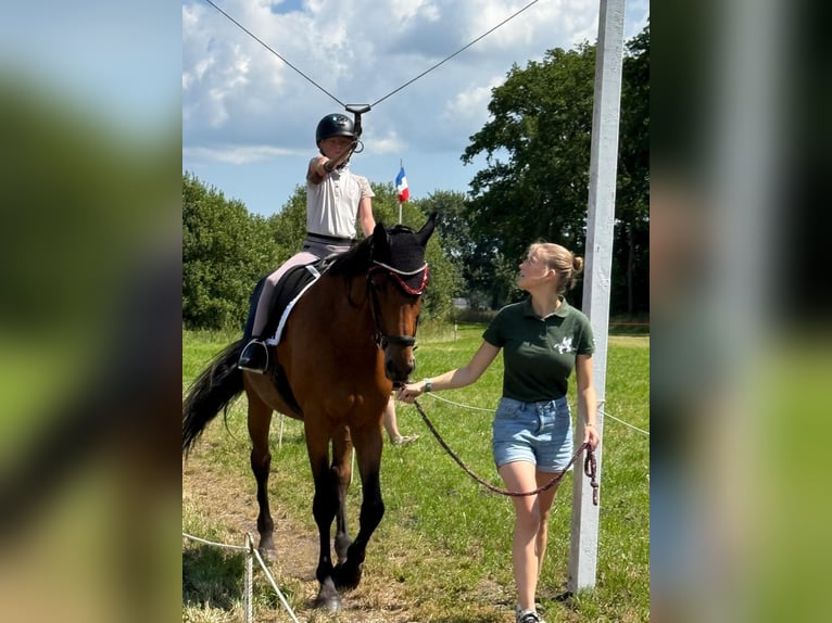 Holstein, Mare, 13 years, 16.3 hh, Bay-Dark