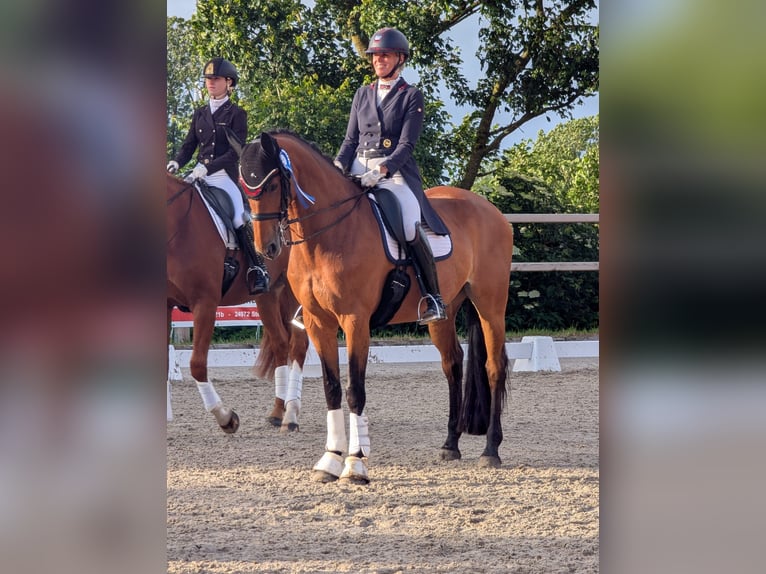 Holstein Mare 13 years 16.3 hh Bay-Dark in Ladelund