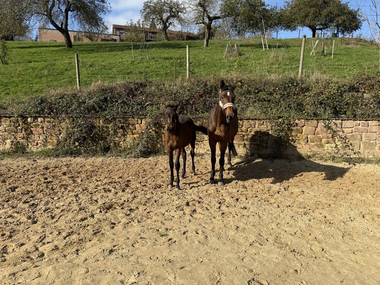 Holstein Mare 13 years 16,3 hh Brown in Blieskastel