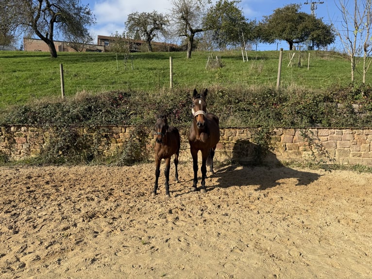 Holstein Mare 13 years 16,3 hh Brown in Blieskastel