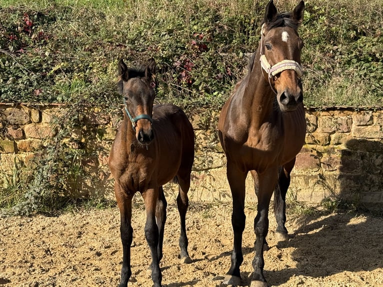 Holstein Mare 13 years 16,3 hh Brown in Blieskastel