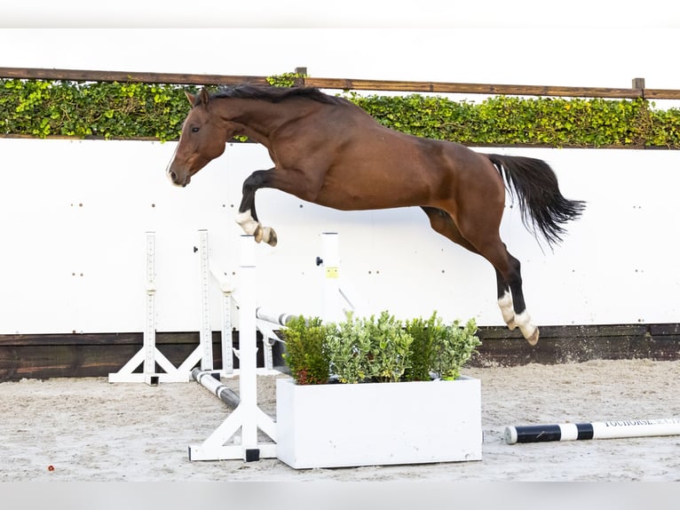 Holstein Mare 13 years 16,3 hh Brown in Waddinxveen