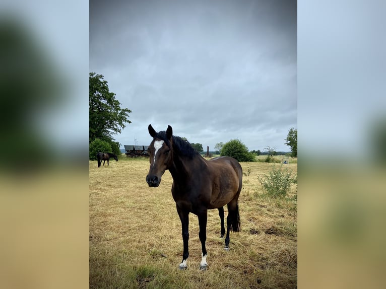 Holstein Mare 13 years 16 hh Bay-Dark in Hamburg