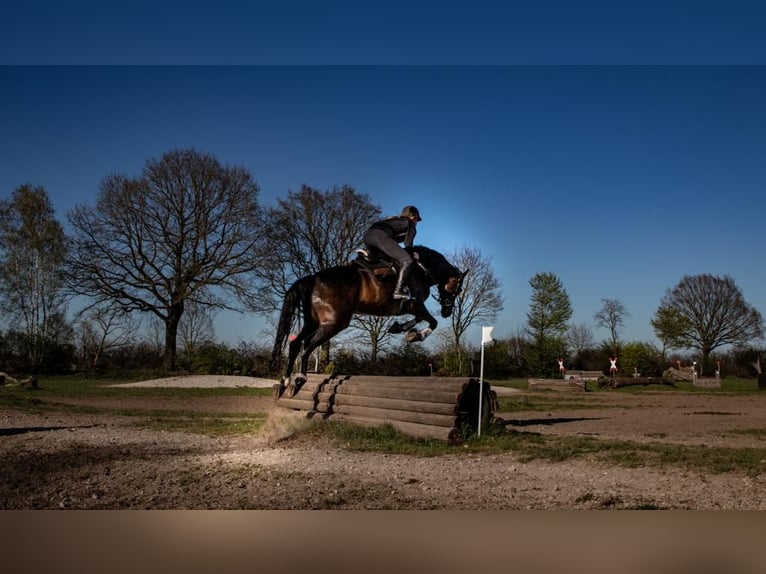 Holstein Mare 13 years 16 hh Bay-Dark in Hamburg