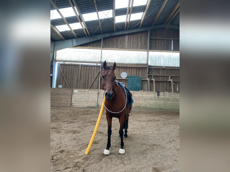 Holstein Mare 13 years 16 hh Brown in Büdelsdorf