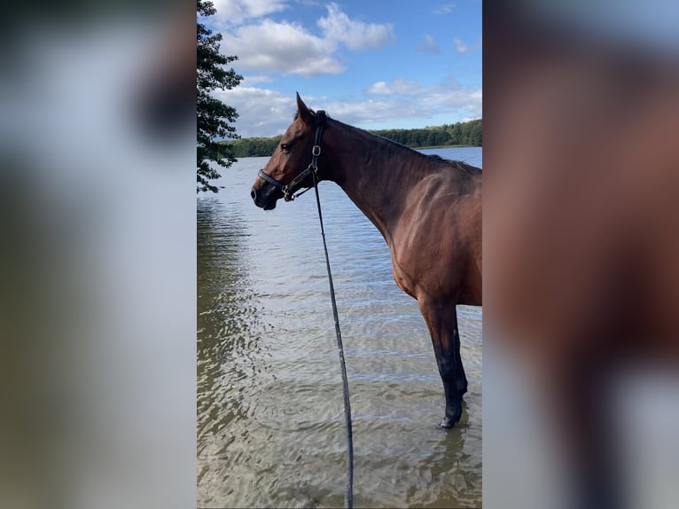 Holstein Mare 13 years 16 hh Brown in Büdelsdorf