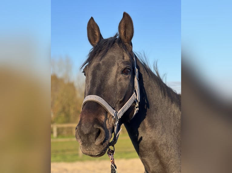 Holstein Mare 13 years 16 hh Brown in Linau