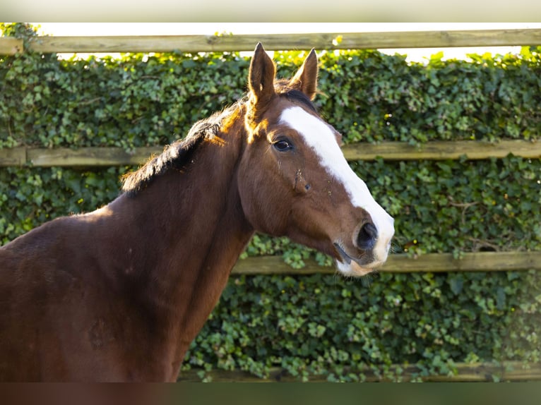 Holstein Mare 13 years 16 hh Brown in Waddinxveen