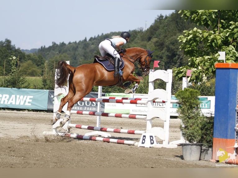 Holstein Mare 13 years 16 hh Chestnut-Red in Ligist