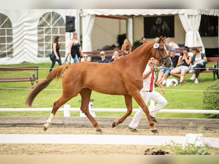 Holstein Mare 13 years 16 hh Chestnut-Red in Ligist