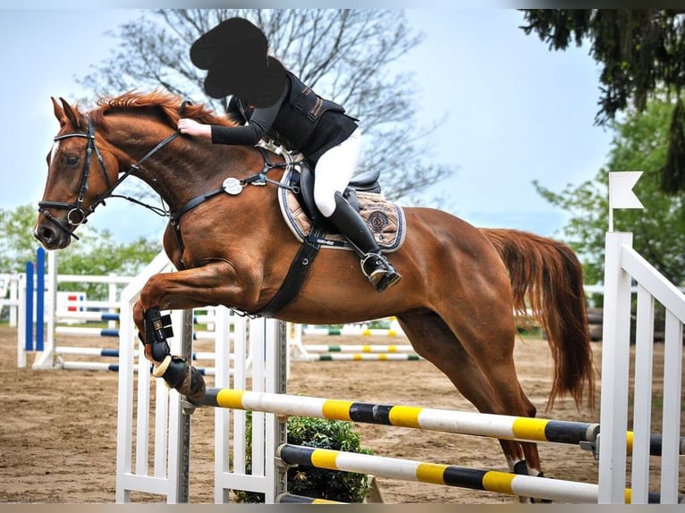 Holstein Mare 13 years 16 hh Chestnut-Red in Greifenstein