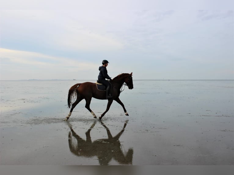 Holstein Mare 13 years 16 hh Chestnut-Red in Greifenstein