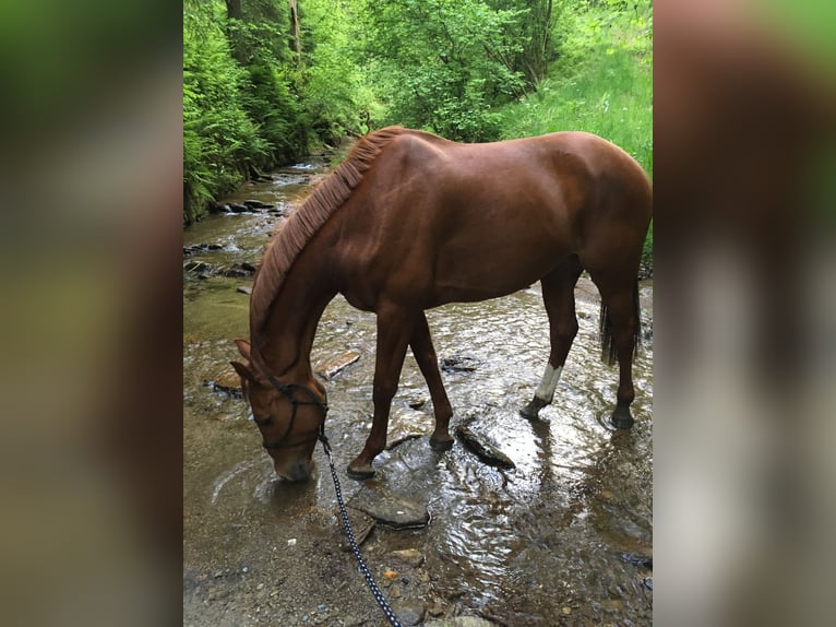 Holstein Mare 13 years 16 hh Chestnut-Red in Ligist
