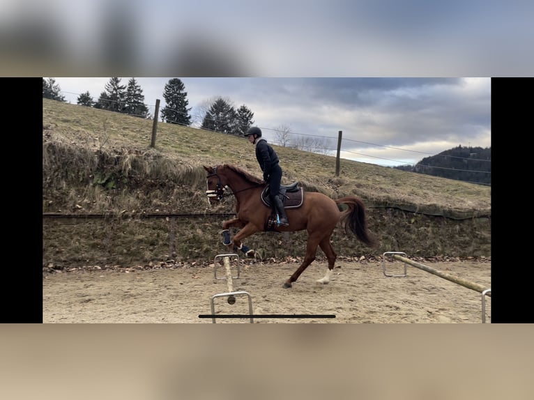 Holstein Mare 13 years 16 hh Chestnut-Red in Ligist