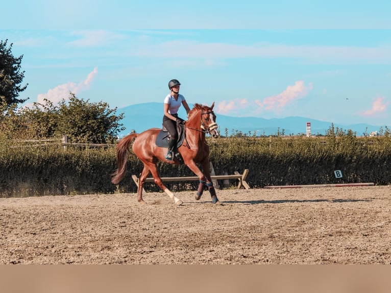 Holstein Mare 13 years 16 hh Chestnut-Red in Ligist