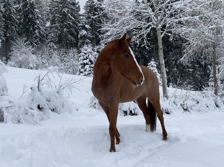 Holstein Mare 13 years 16 hh Chestnut-Red in Ligist