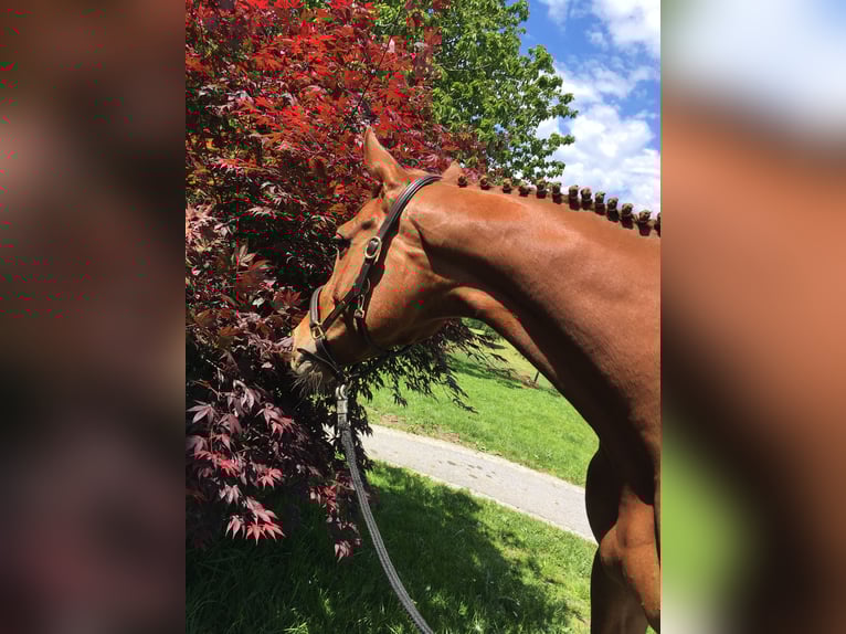Holstein Mare 13 years 16 hh Chestnut-Red in Ligist