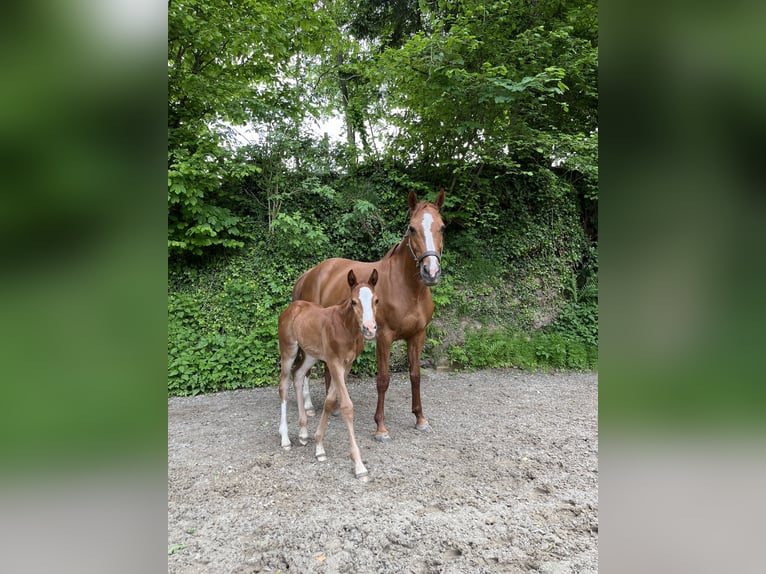 Holstein Mare 13 years 16 hh Chestnut-Red in Ligist