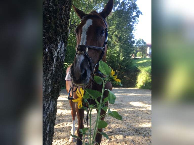 Holstein Mare 13 years 16 hh Chestnut-Red in Ligist