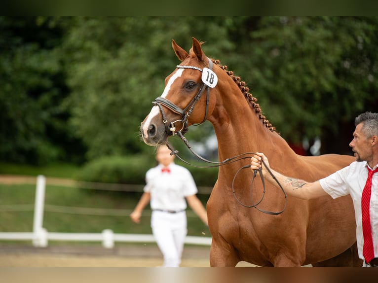 Holstein Mare 13 years 16 hh Chestnut-Red in Ligist