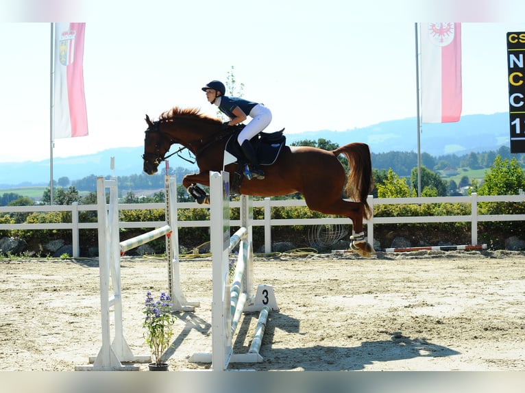 Holstein Mare 13 years 16 hh Chestnut-Red in Ligist