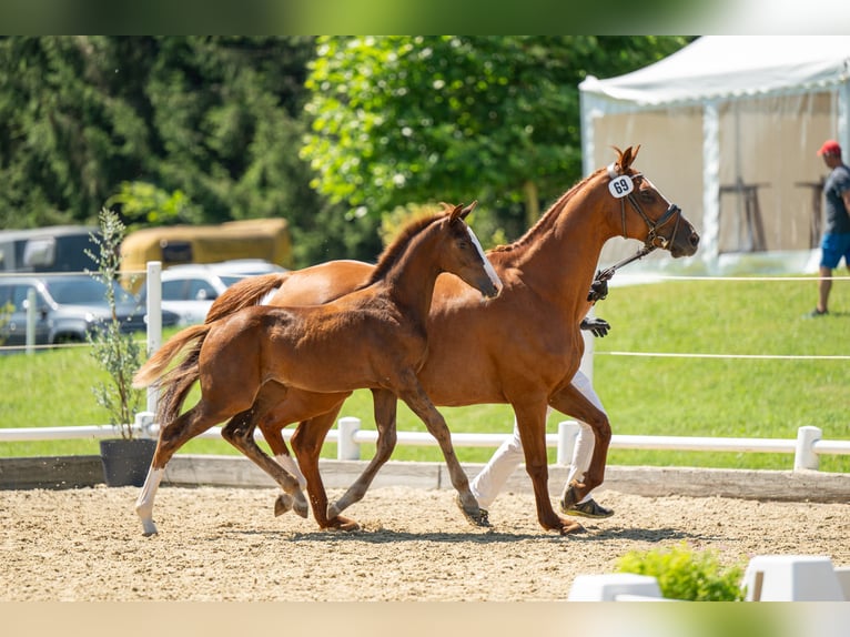 Holstein Mare 13 years 16 hh Chestnut-Red in Ligist