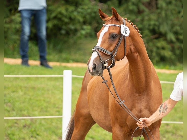 Holstein Mare 13 years 16 hh Chestnut-Red in Ligist