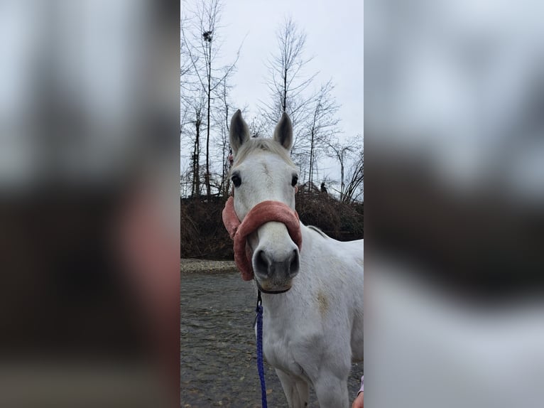 Holstein Mare 13 years 16 hh Gray in Schwarzenberg