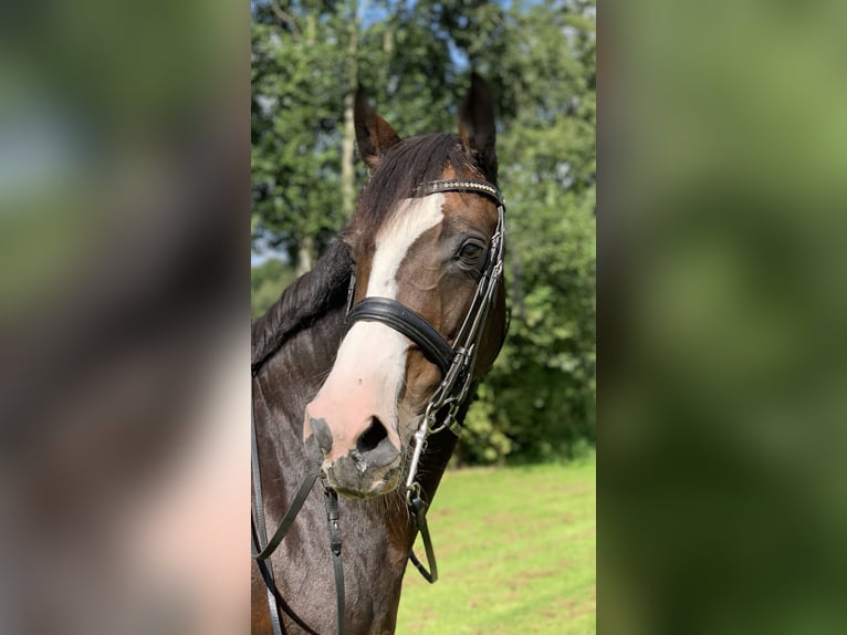 Holstein Mare 13 years 16 hh Smoky-Black in Wedel