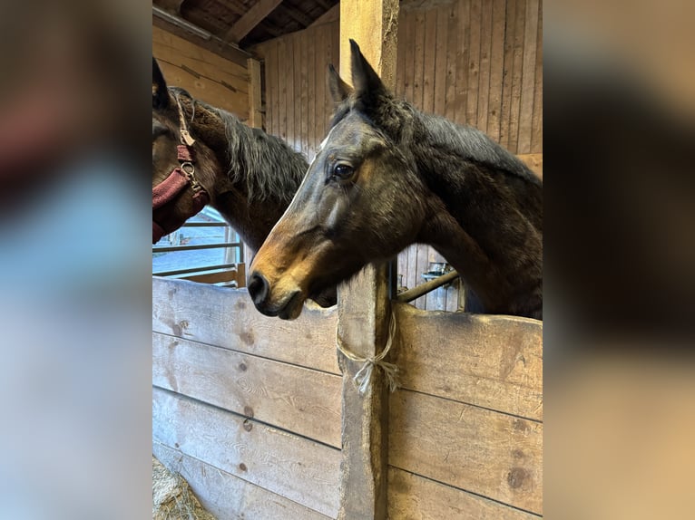 Holstein Mare 13 years 16,1 hh Bay-Dark in Zell am Moss