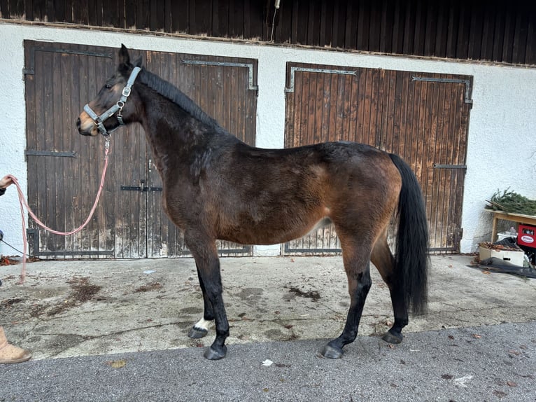 Holstein Mare 13 years 16,1 hh Bay-Dark in Zell am Moss