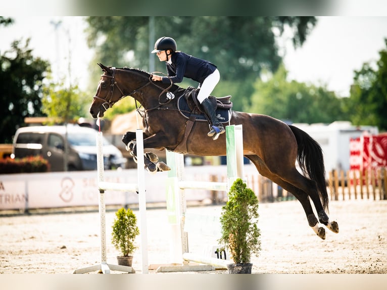 Holstein Mare 13 years 16,1 hh Bay-Dark in Pobiedziska