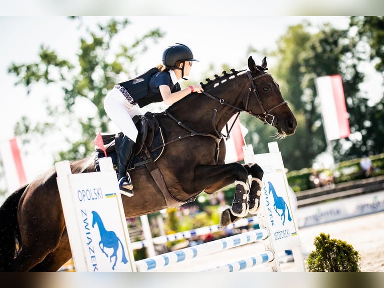 Holstein Mare 13 years 16,1 hh Bay-Dark in Pobiedziska